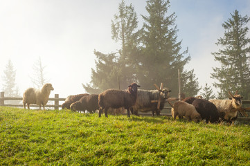 Carpathians, Ukraine. Journey in the mountains. Hiking Travel Lifestyle concept beautiful mountains landscape on background Summer vacations activity outdoor. Flock of sheep in the carpathians.