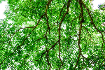 Green tree branch with sun light shine through leaves, Bottom view of green leaves sunshade, Dark forest with flare light, Branches of tree extending