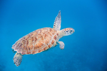 Underwater view of Green Sea Turtle (Chelonia mydas) swimming in blue sea in Barbados