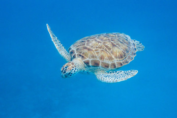 Underwater view of Green Sea Turtle (Chelonia mydas) swimming in blue sea in Barbados - obrazy, fototapety, plakaty