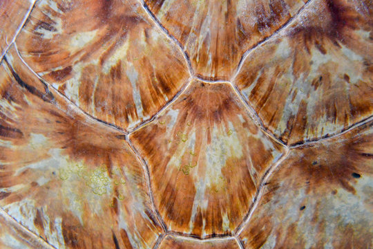 Details of shell of green turtle (Chelonia mydas)