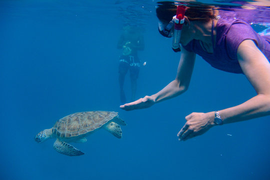 Snorkeler with Green turtle (Chelonia mydas) in Barbados.