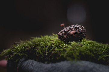 Holding a piece of moss with a pinecone on top of it.