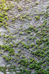 Grey wall fully covered with green ivy hanging, background texture.