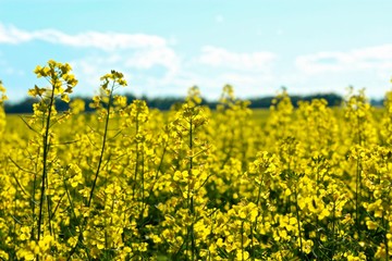Obraz premium Canola field in bloom
