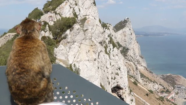 Gibraltar's famous Apes