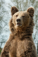 Fototapeta na wymiar Verbaasde Europese bruine beer