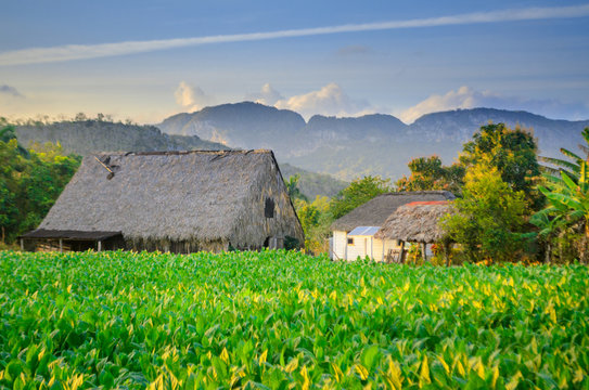 Cuban tobacco farm, planter's house in the evening