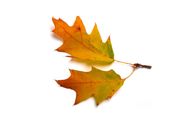 einzelne Herbstblätter auf weißem Hintergrund