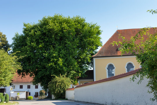 Maulbeerbaum in Kottgeisering, Oberbayern