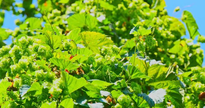 Hop cones of branch, fresh and natural for beer