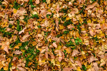 Yellow leaves on the ground, beautiful autumn background