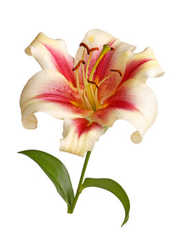 Single flower of a red and white lily culivar isolated