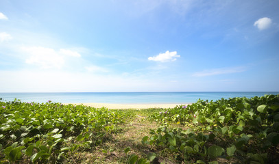 (Selective focus) Beautiful wild beach surrounded by a green rich vegetation, Phuket, Thailand.