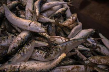 fish in the market