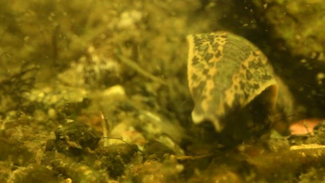 Medicinal Leech - Hirudo medicinalis - leech is looking for warm blood host in the water.