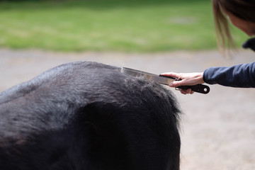 Special comb in the hand of a woman to care for horse hair
