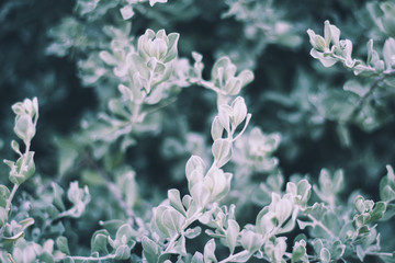 white flowers of a tree