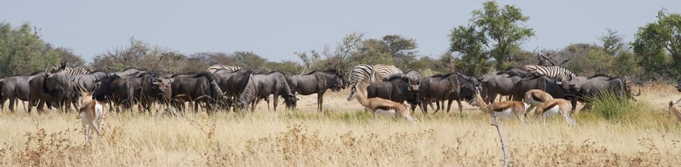Mixed wildlife © Chris