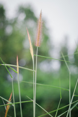 green grass on a black background