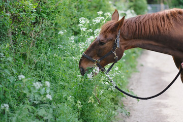 Naklejka premium Brown horse eats lush green grass on the side of the road