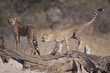 Cheetahs © Chris