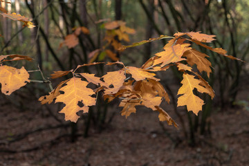 Autumn in forest brown leafs