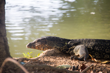 crocodile in the water