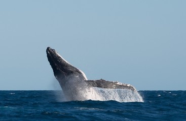 Fototapeta premium Humpback Whale breach