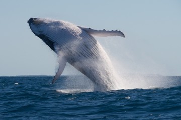 Humpback Whale © Chris