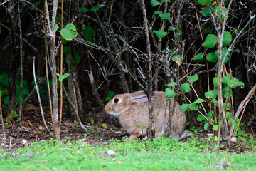 Wildkaninchen in Schweden im Herbst