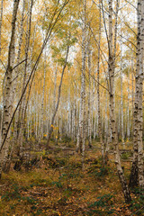 Obraz premium forest in autumn