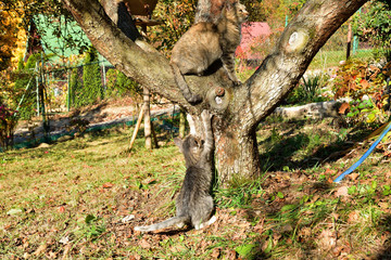 cat climbs the tree and exposed claw