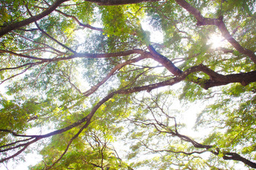 tree in forest
