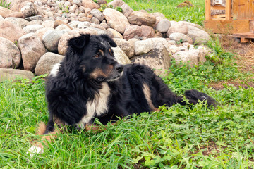 Large black dog from Berner Sennenhund lying on the lawn grass and carefully looks around