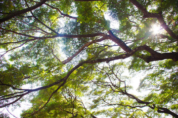tree with green leaves