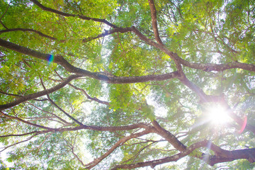 Fototapeta premium tree in forest