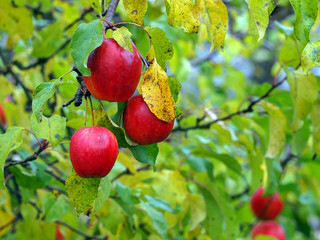 Rote Äpfel am Apfelbaum im Herbst