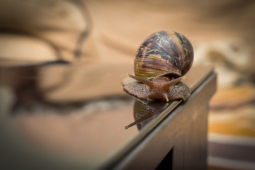 Snail on a smooth dark mirror surface