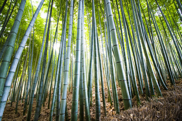 Beautiful green bamboo plantation in Arashiyama, Kyoto, Japan.