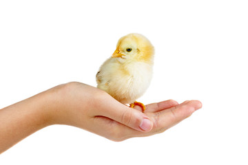 Tiny yellow chicken on human palm