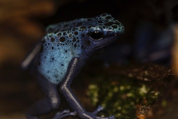 Rana