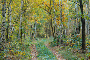 Fototapeta premium las jesienią