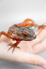 Woman holding orange red colorful iguana in her hand, closeup, on grey background