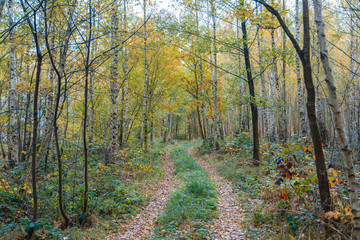 autumn in the forest