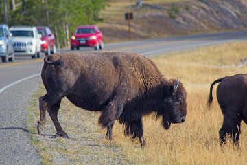 Bison