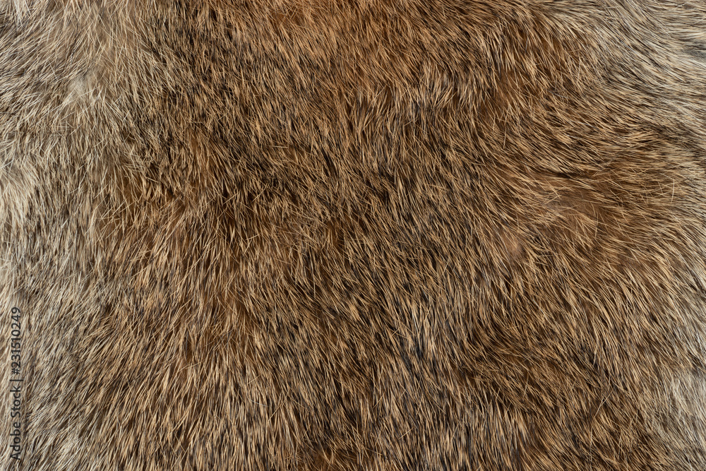 Wall mural macro close up of rabbit fur