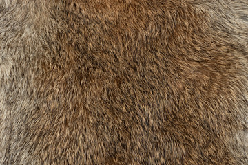 Macro close up of rabbit fur - obrazy, fototapety, plakaty