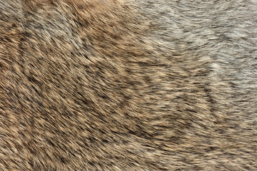 Macro close up of rabbit fur
