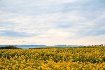 Obraz premium field of sunflowers